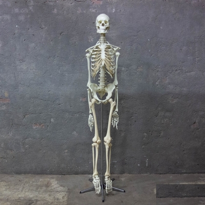 Skeleton Life Size en Plastic, Dutch anno 1950