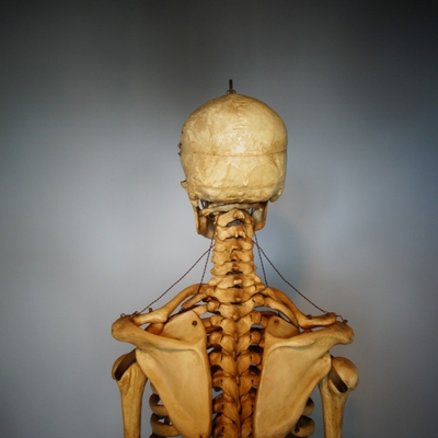 Skeleton Life Size en Plastic, Dutch anno 1930