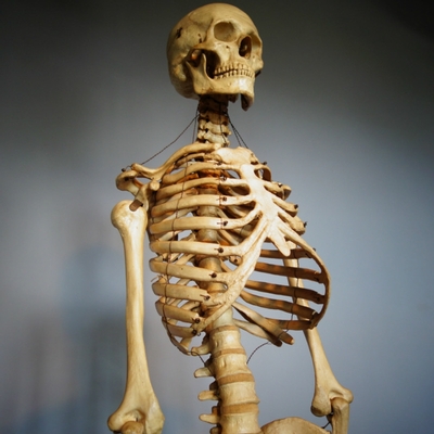 Skeleton Life Size en Plastic, Dutch anno 1930