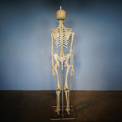 Skeleton Life Size en Plastic, Dutch anno 1950