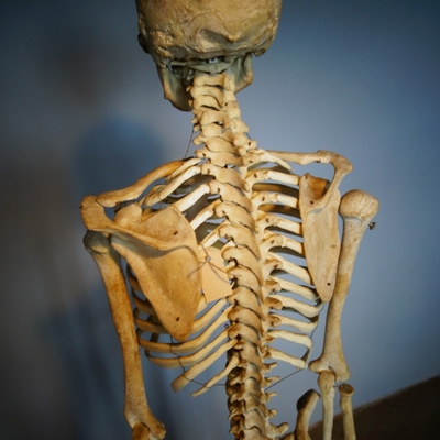 Skeleton Life Size en Plastic, Dutch anno 1950