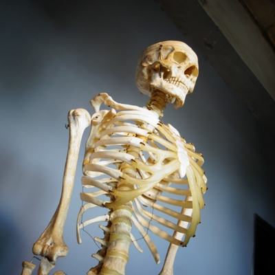 Skeleton Life Size en Plastic, Dutch anno 1950