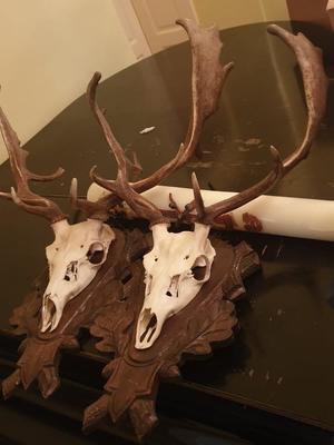 Deer Antlers