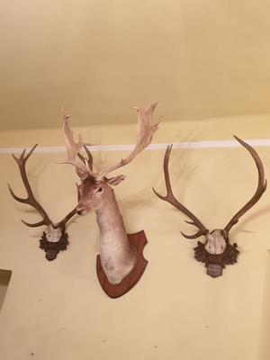 Deer Antlers