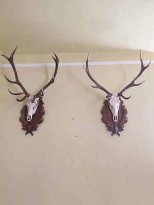 Deer Antlers